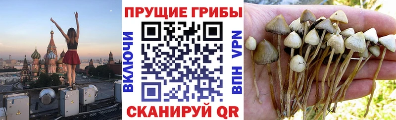 blacksprut зеркало Отрадная это как зайти Галлюциногенные грибы Psilocybine cubensis